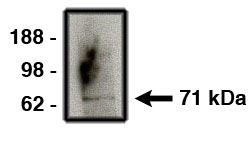 "
Western blot using anti-NUMB (Cat. No. X2353P) on human brain lysate (Cat. No. X1633C).  Lysate used at 14 µg/lane.  Antibody used at 10µg/ml.  Secondary antibody, mouse anti-rabbit HRP (Cat. No. X1207M), used at 1:50k dilution."